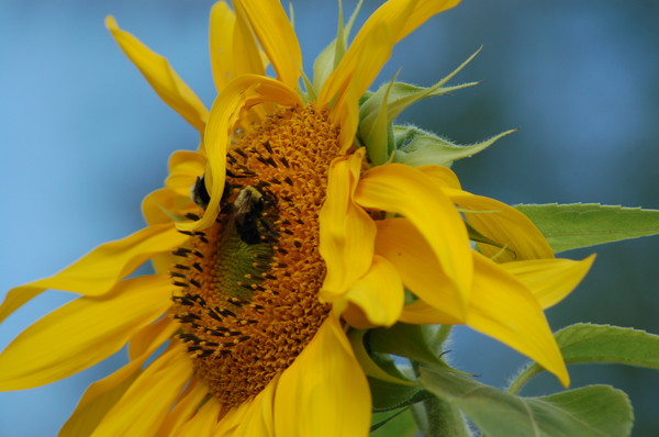 Bees on Sunflower