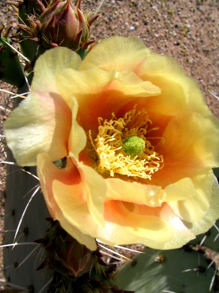 Cactus bloom 2 From Globe, AZ