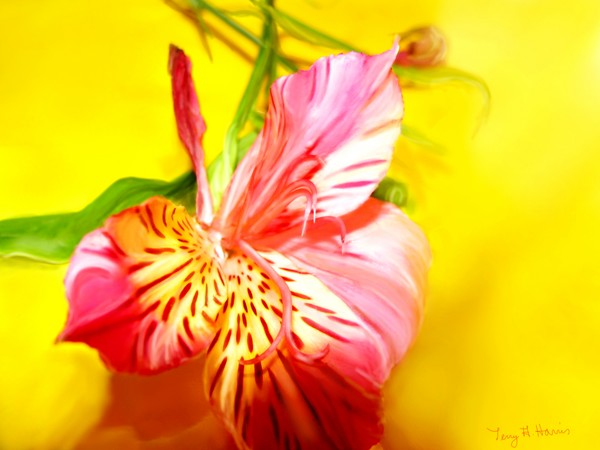 A Lily For Shanna