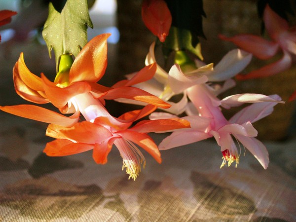 Christmas Cactus