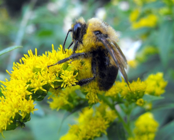 Bee Time