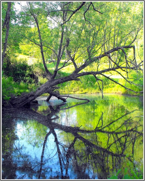 A Reflection of Spring