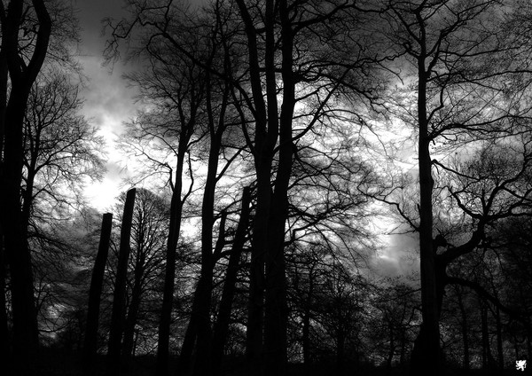 EARLY MORNING IN THE WOOD