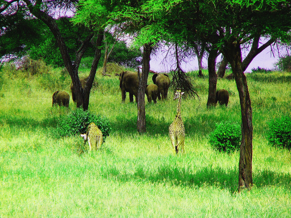 Giraffes and Elephants