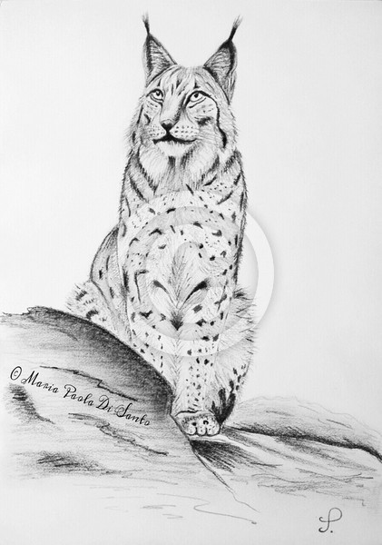 Solitary lynx