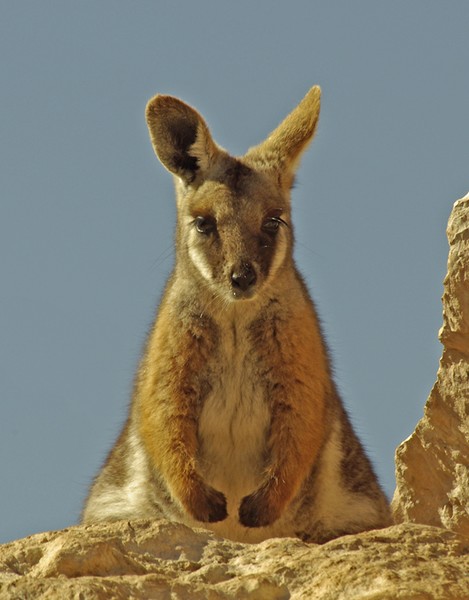 Yellow Footed Rock Wallaby.