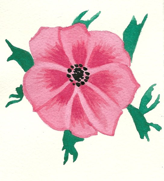 Anemone