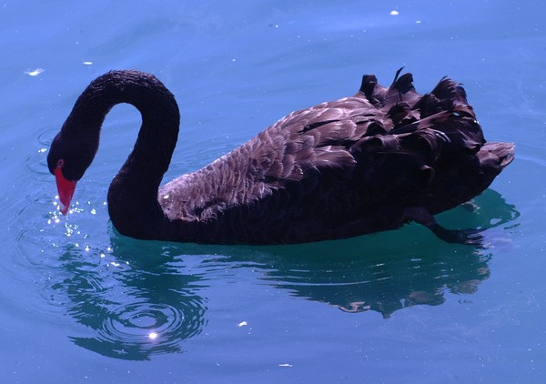 Black Swan of Clear Lake, Ohio
