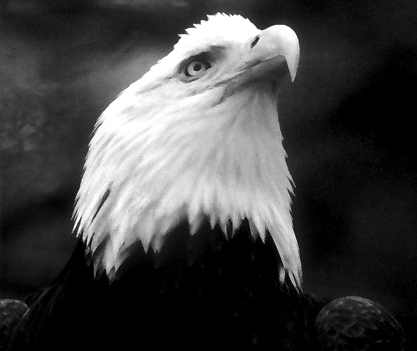 American Eagle in Black and White