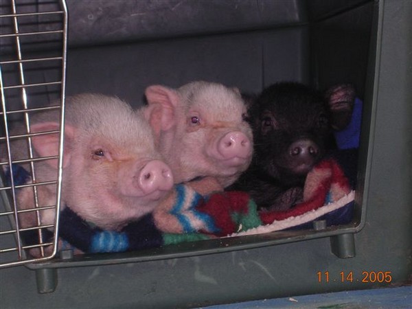 Pigletts