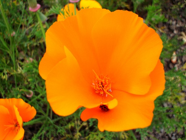 Poppy Surprise