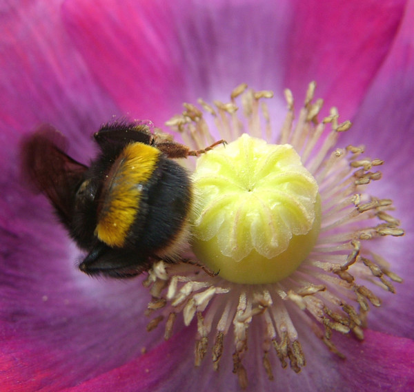 A Bee's Behind