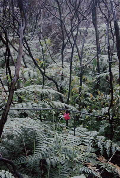 Flor na Mata