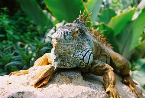 Mr Iguana