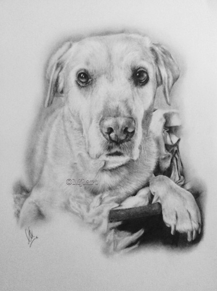 Labrador
