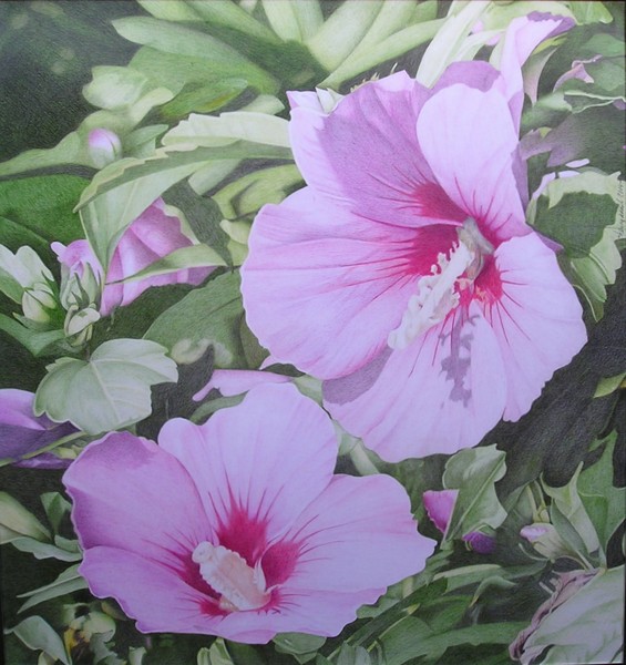 Pink rose mallow