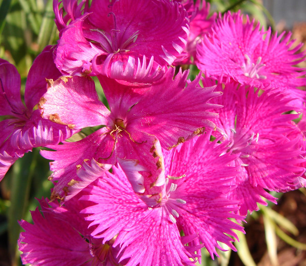 Flower Fireworks
