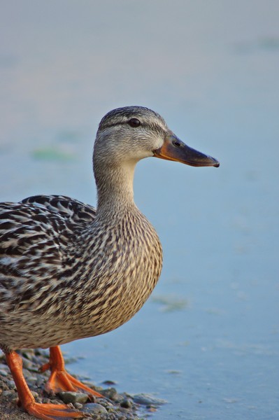 Female Mallard