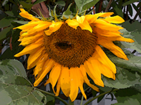Sunflowers
