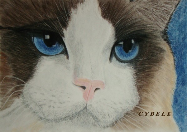 Ragdoll Cat