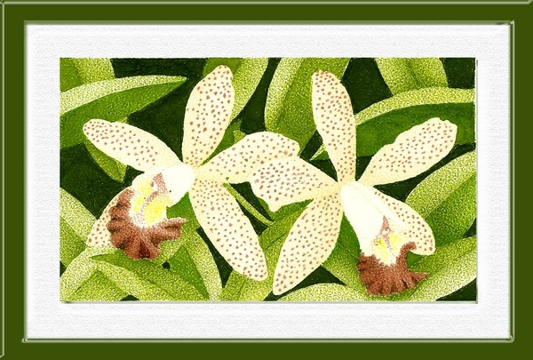 orquideas diferentes