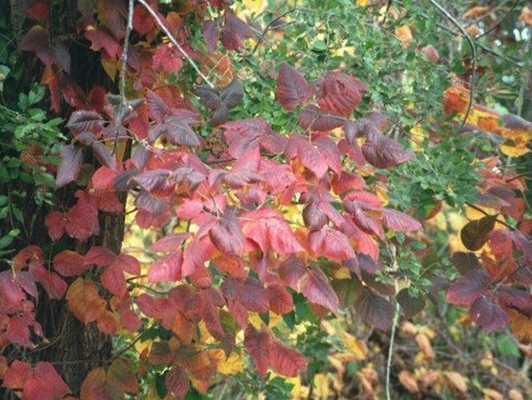 Autumn Leaves