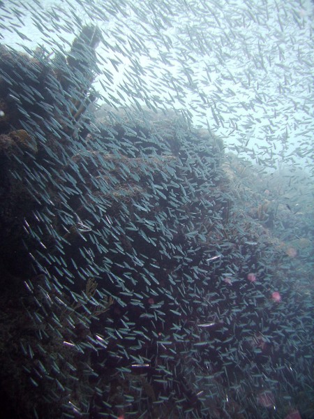 Silversides 1