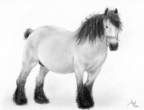 Horse