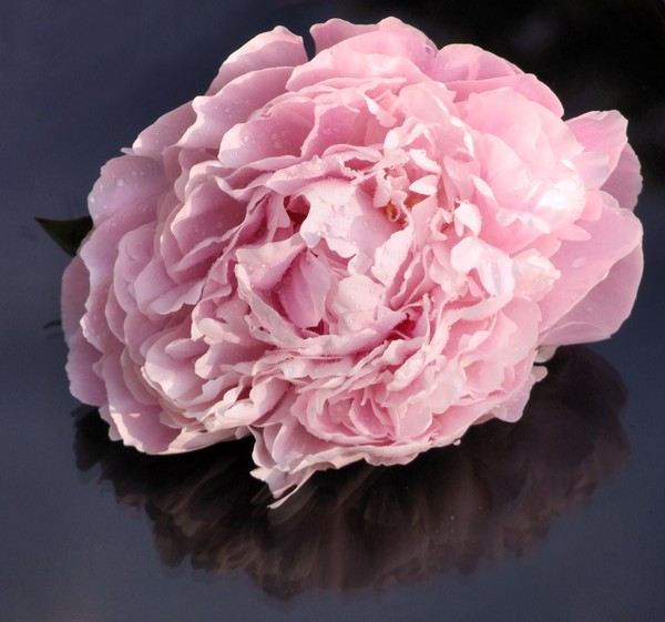 peony reflection