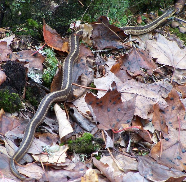 snake leaving