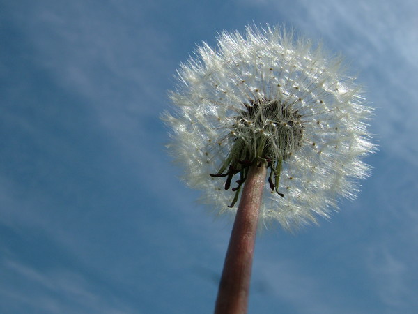 Diaphanous Dreams of Glory