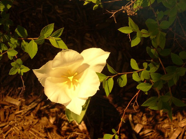 Alabaster Tulip