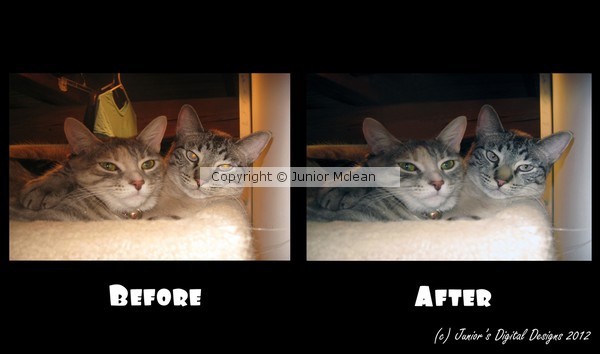 Felines Photo Edit Before and After