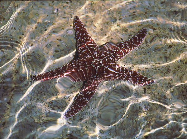 Star Fish