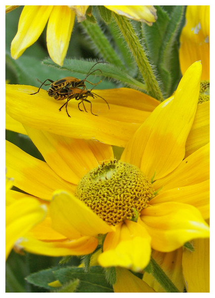 Amorous Insects
