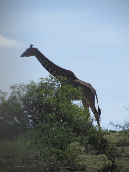 Safari Tanzania 4