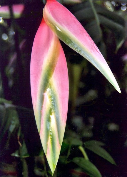 The Colors of Hawaii