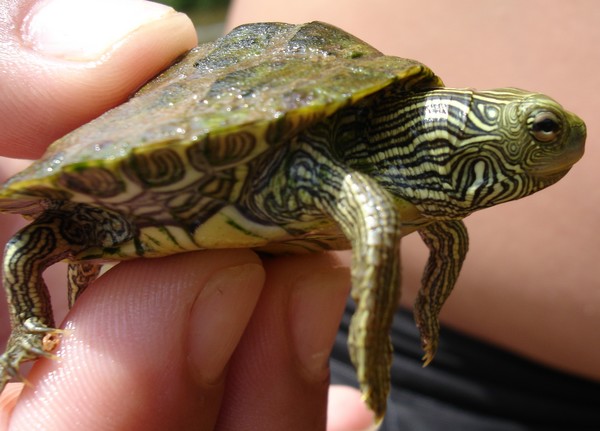 Lil Snapper
