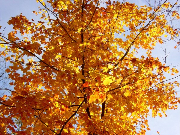 Golden Maple