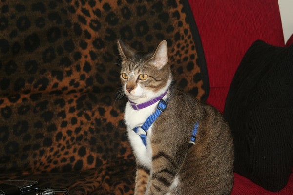 Tuffy