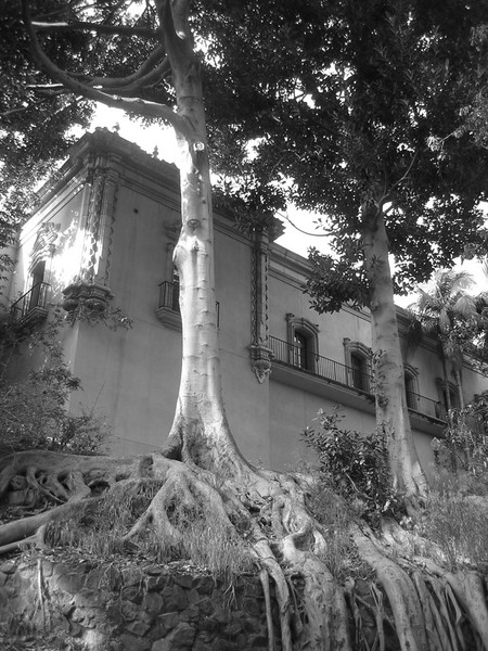 Tree Roots at Balboa