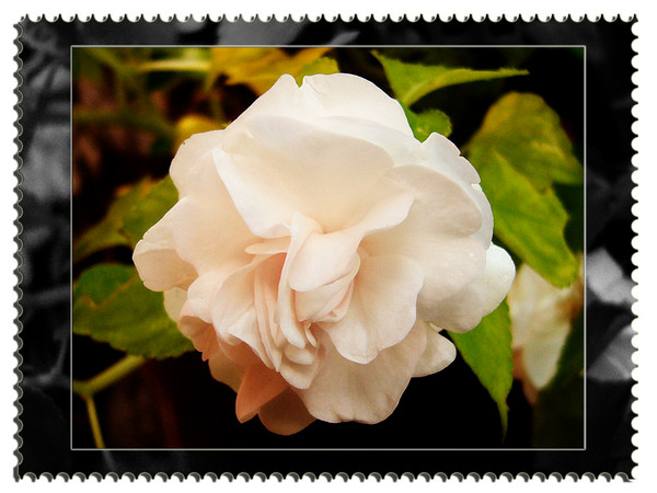 Rose alike