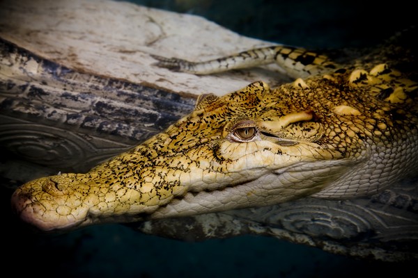 Vegas Alligator