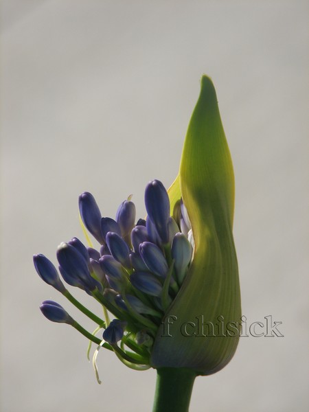 Agapanthus_