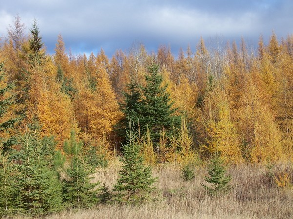Tamarack