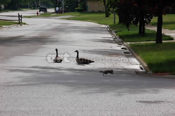 Geese Sitting in the Street Photo