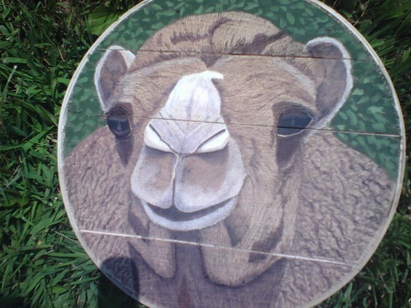 Jimmy's Camel
