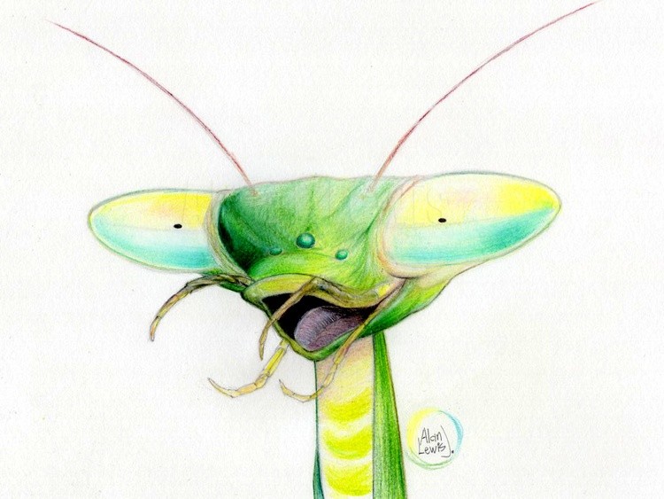 Mantis