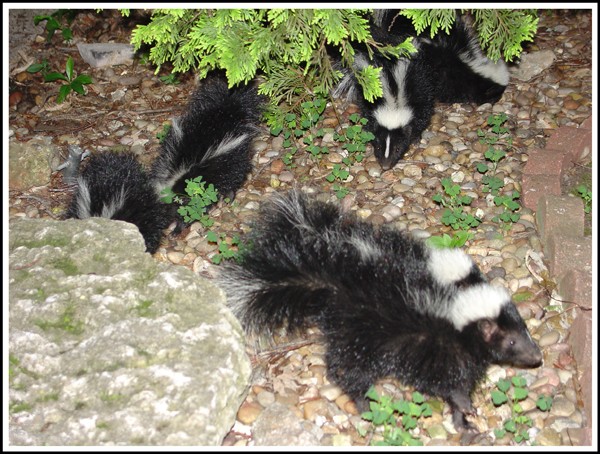 Visit of the Baby Skunks