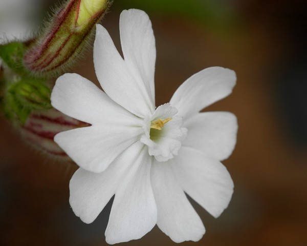 White campion flower